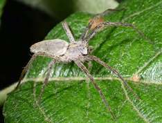 Pisauridae - Pisaura mirabilis - Nursery-web spider